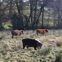norley-january-2008-cattle-field-cheshire
